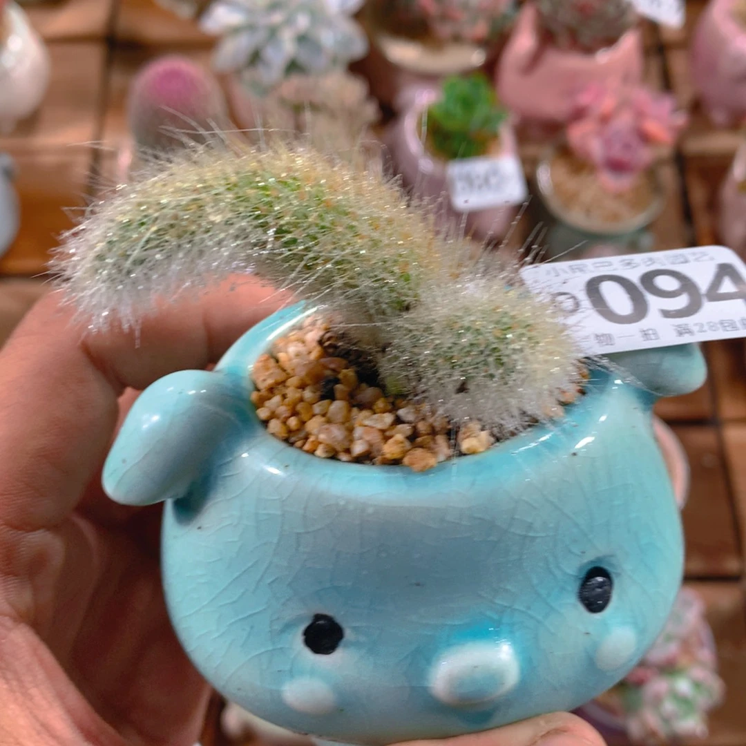 小尾巴5CM迷你拇指盆O094