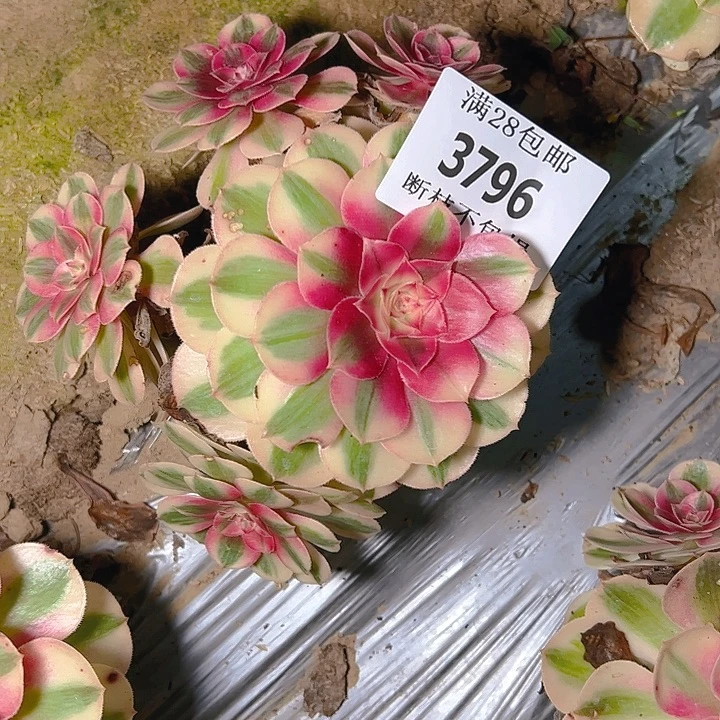 3796倾城多肉植物