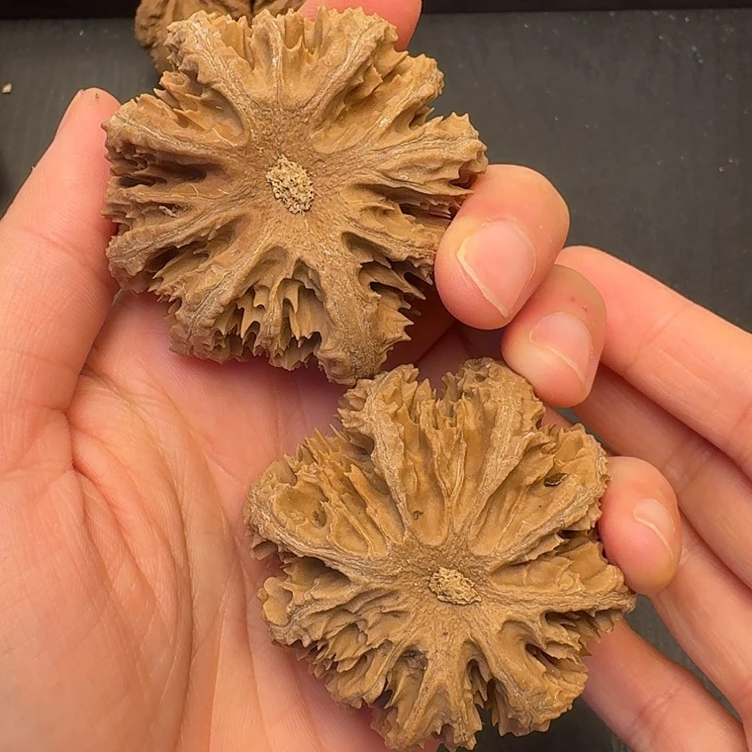 核桃突突突突突突