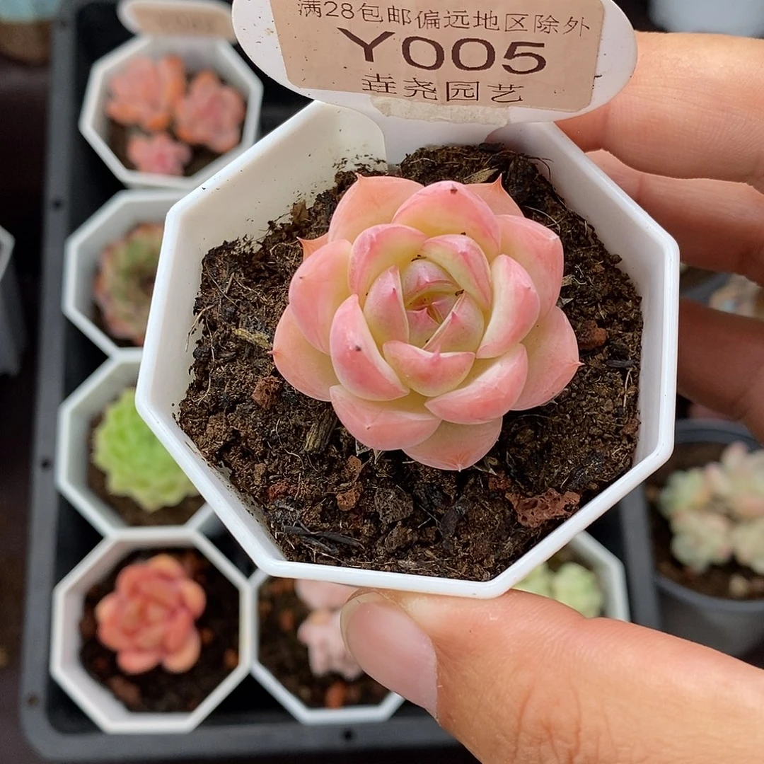 0005 3.5cm 水晶玫瑰