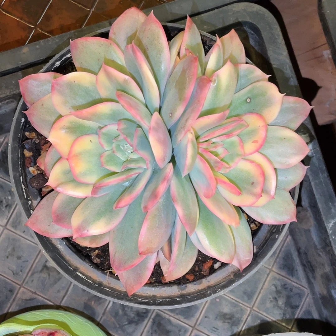 多肉植物一物一拍