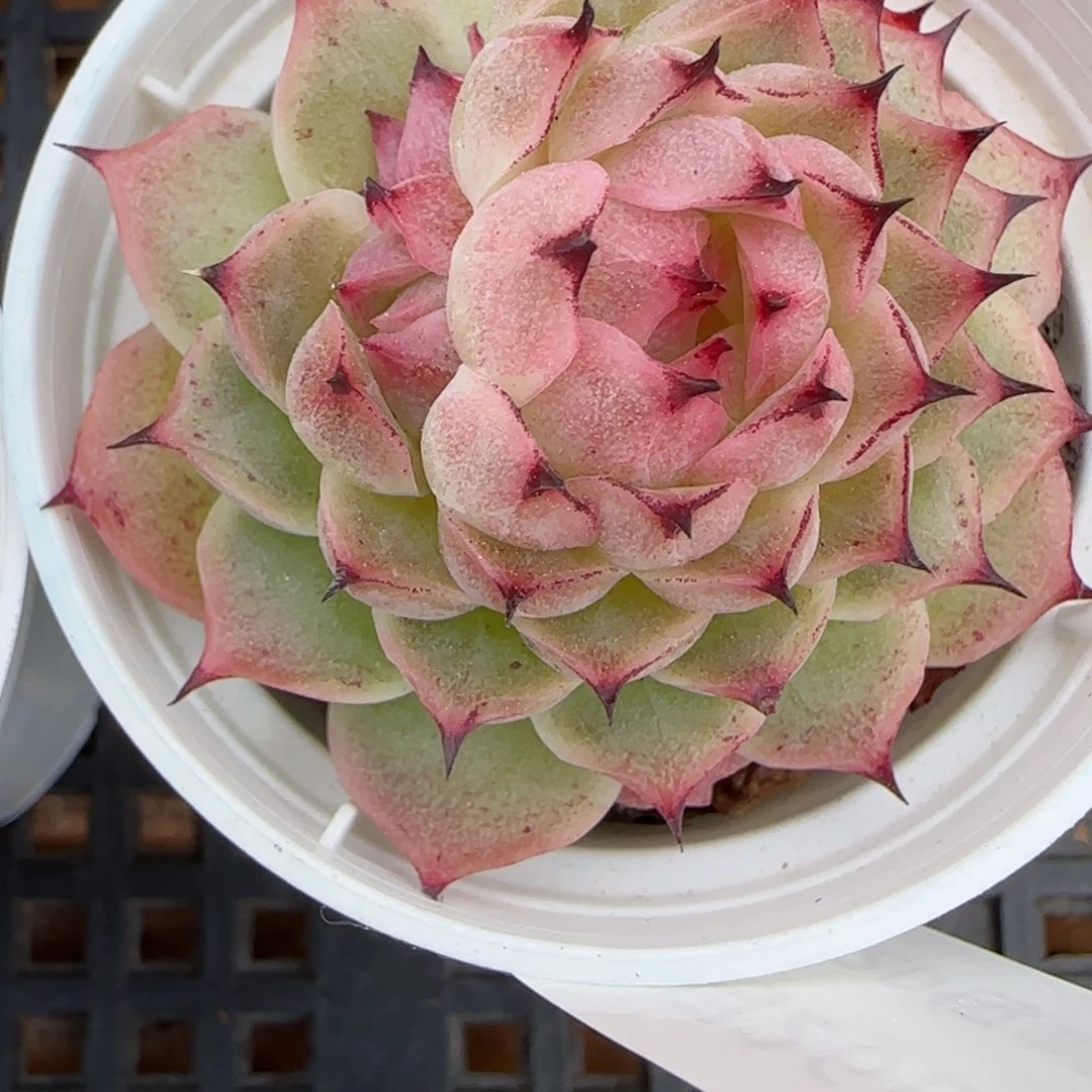 花语逸镜0226-293