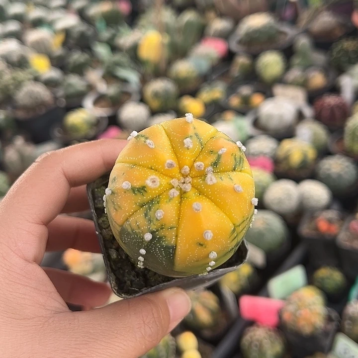 无花朵续保你别逼逼就你那哈哈哈哈