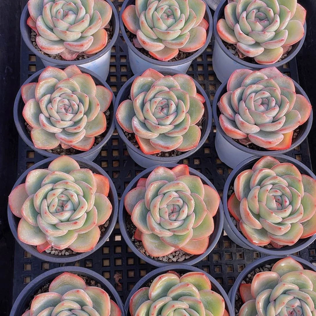 量拍79号 草莓泡芙大单头一个