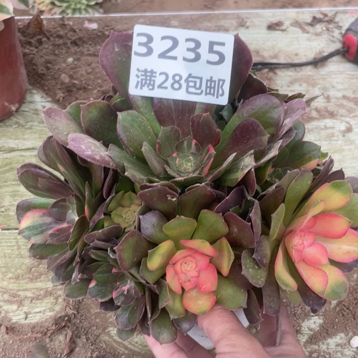 3235二号棚七彩多肉A