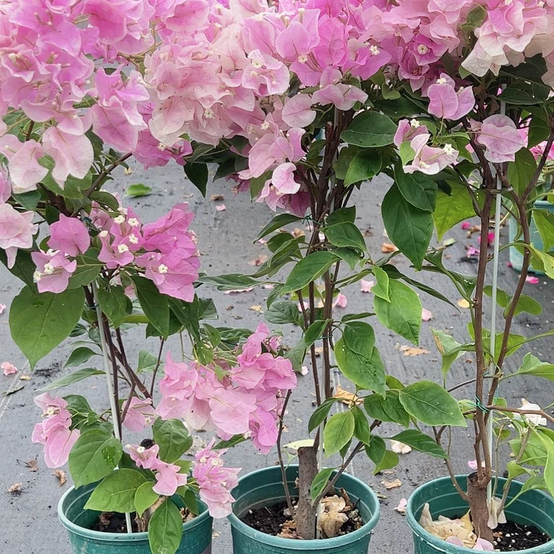 大部分花苞少量开放广红英带竹一颗