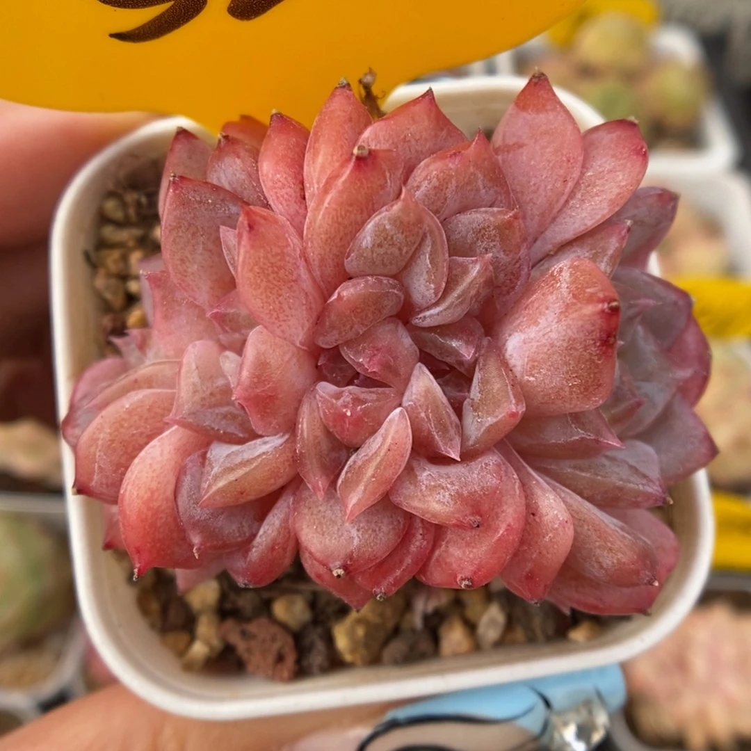 糖心琥珀缀化5211号