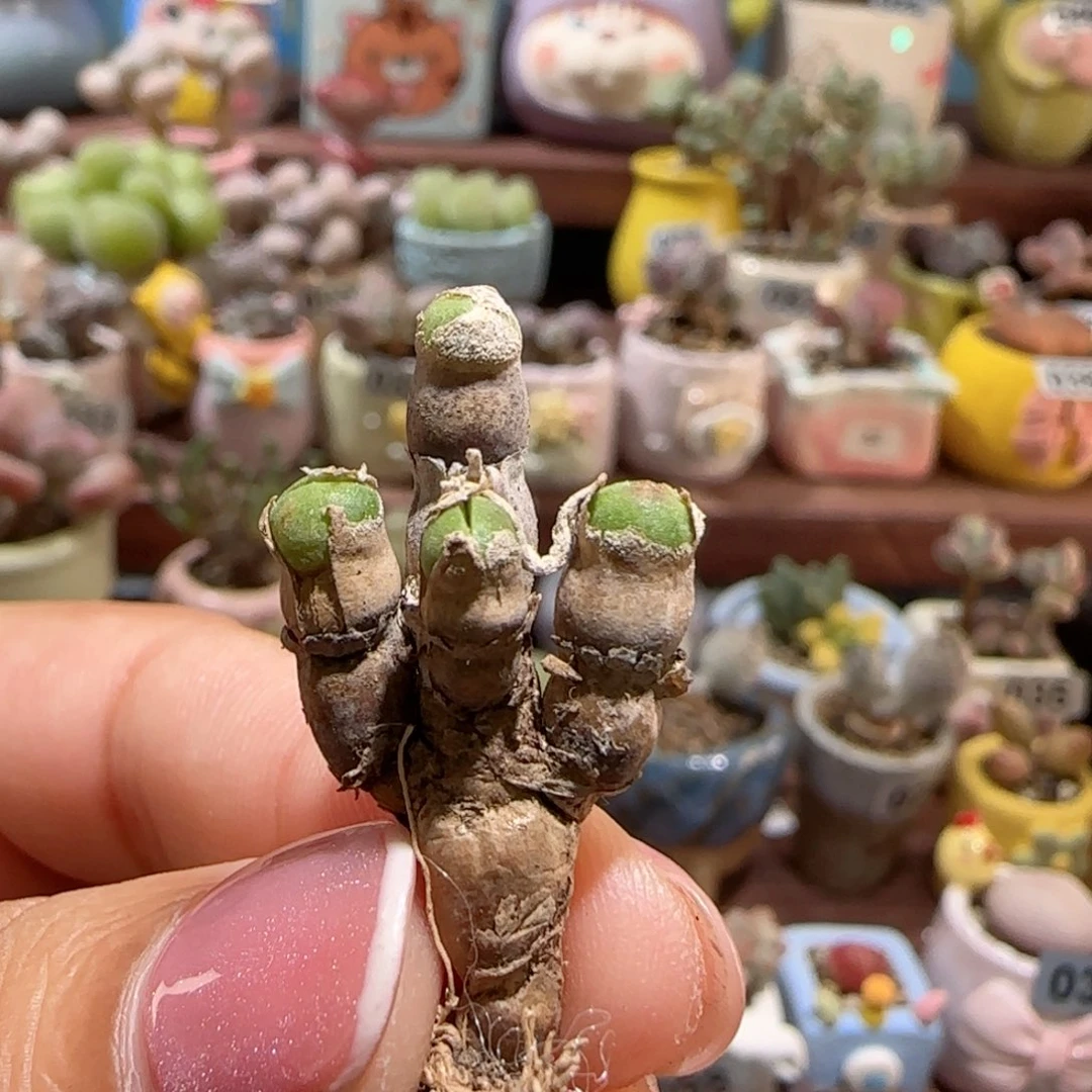 V***VT小兔兔盆口2.5cm