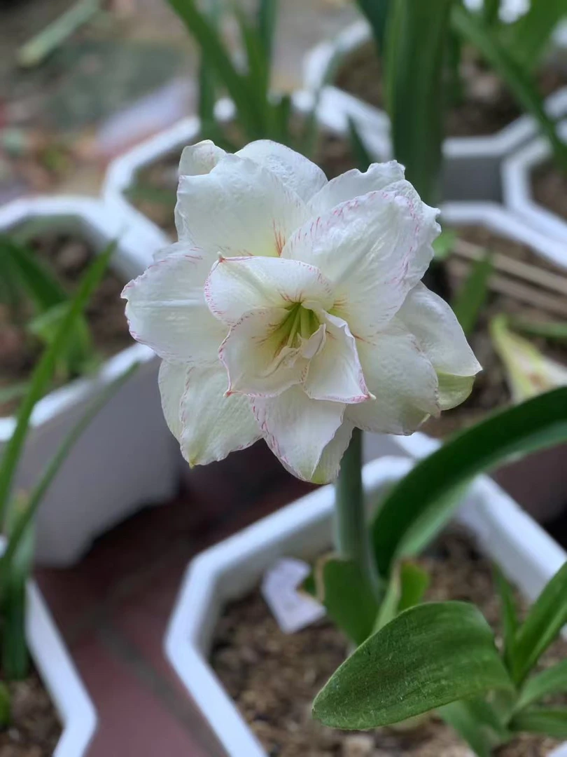 S孤挺花园 Bảo ánh 13 裸球
