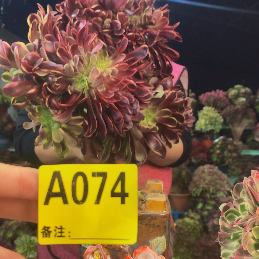 柒哥多肉法师不包侧断枝74