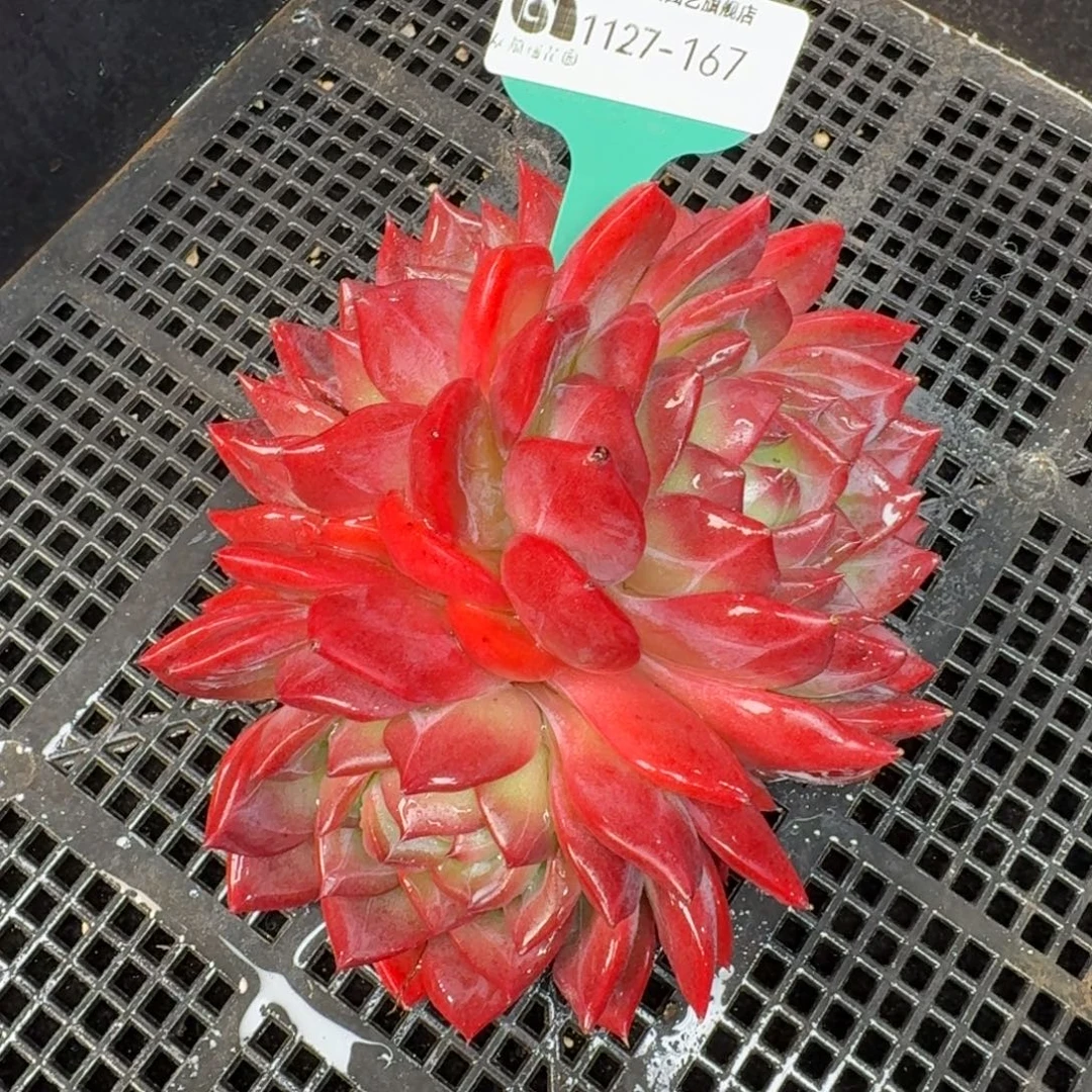 从前慢花园多肉编号1127.167