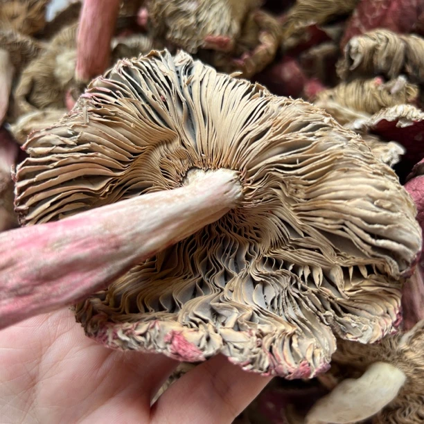 云南蓝底野生红菇丑菇自吃推荐煮面煲汤