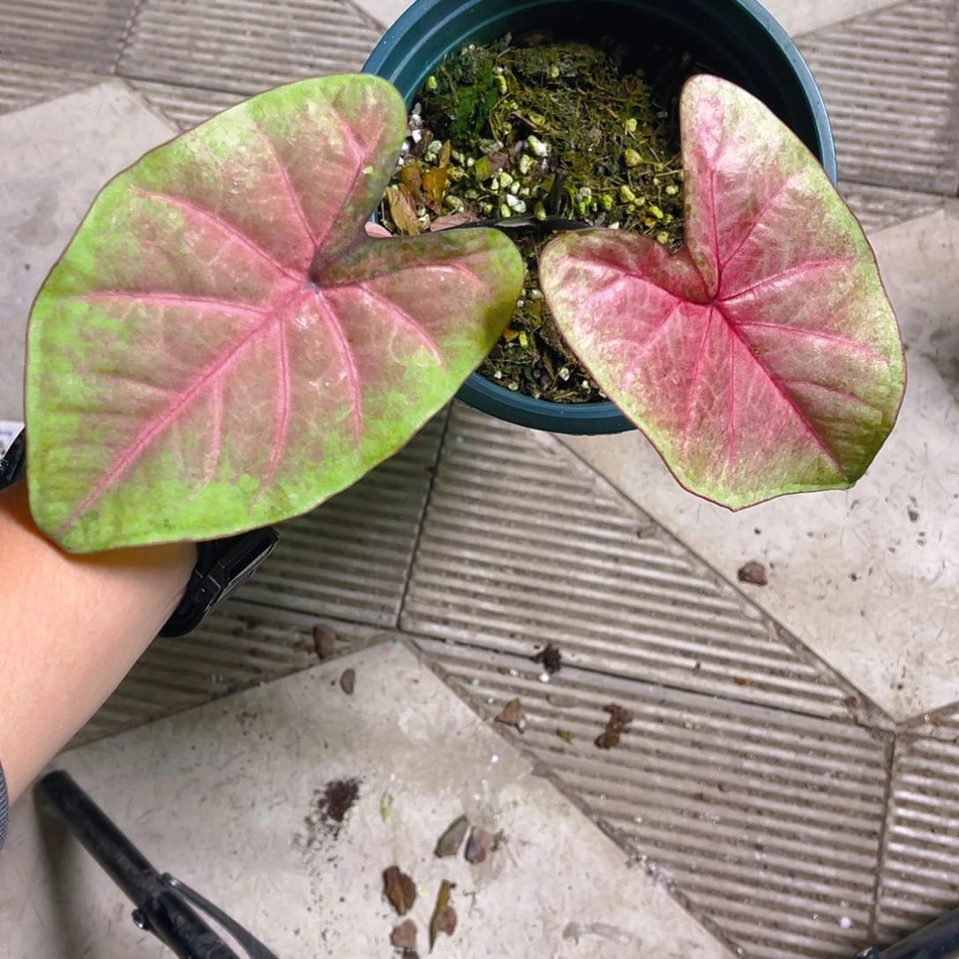 完全开放4825泰彩