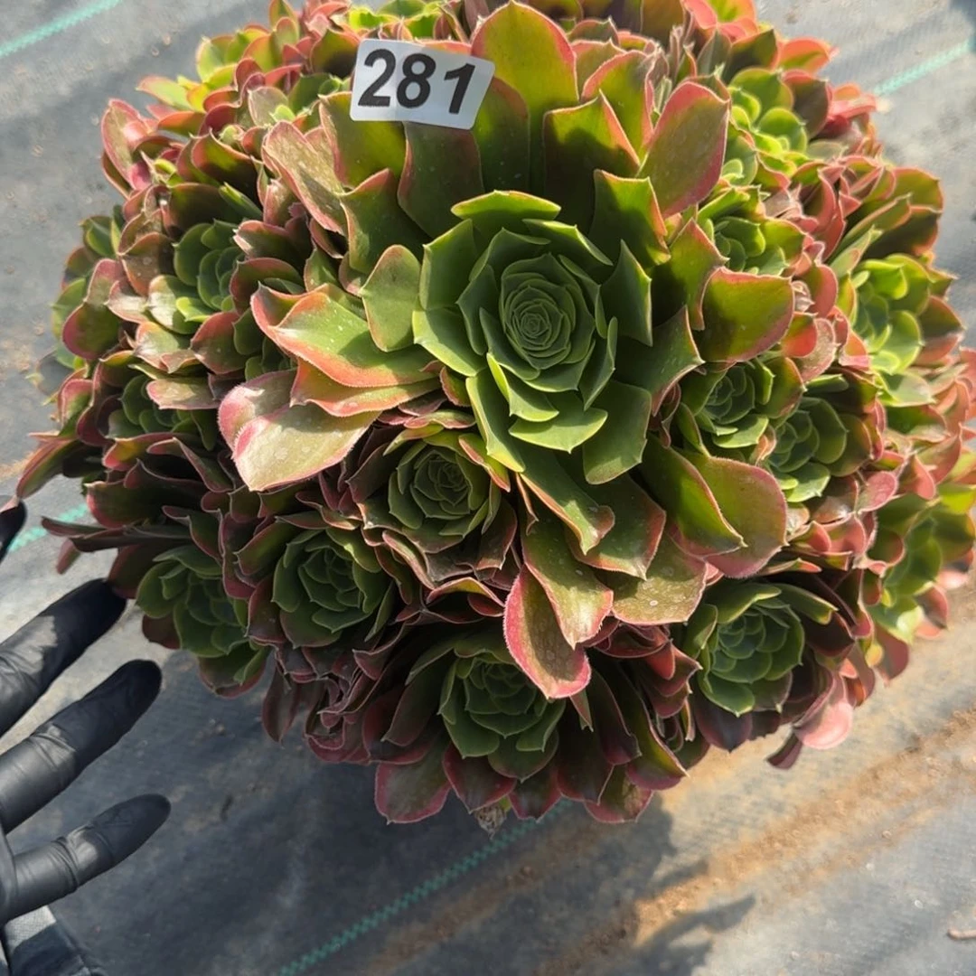 281特斯拉多肉植物