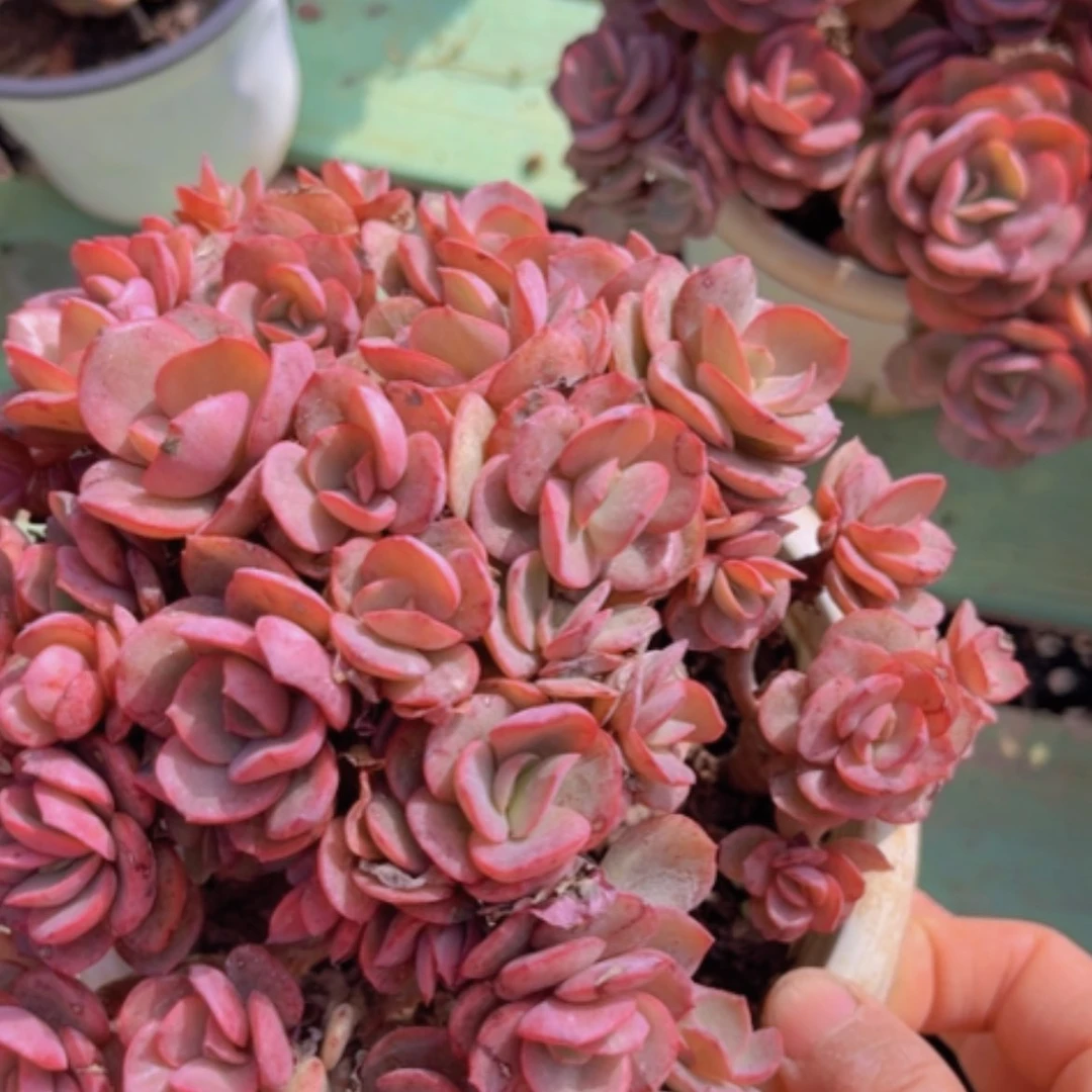 【闪购商品】秀妍1909