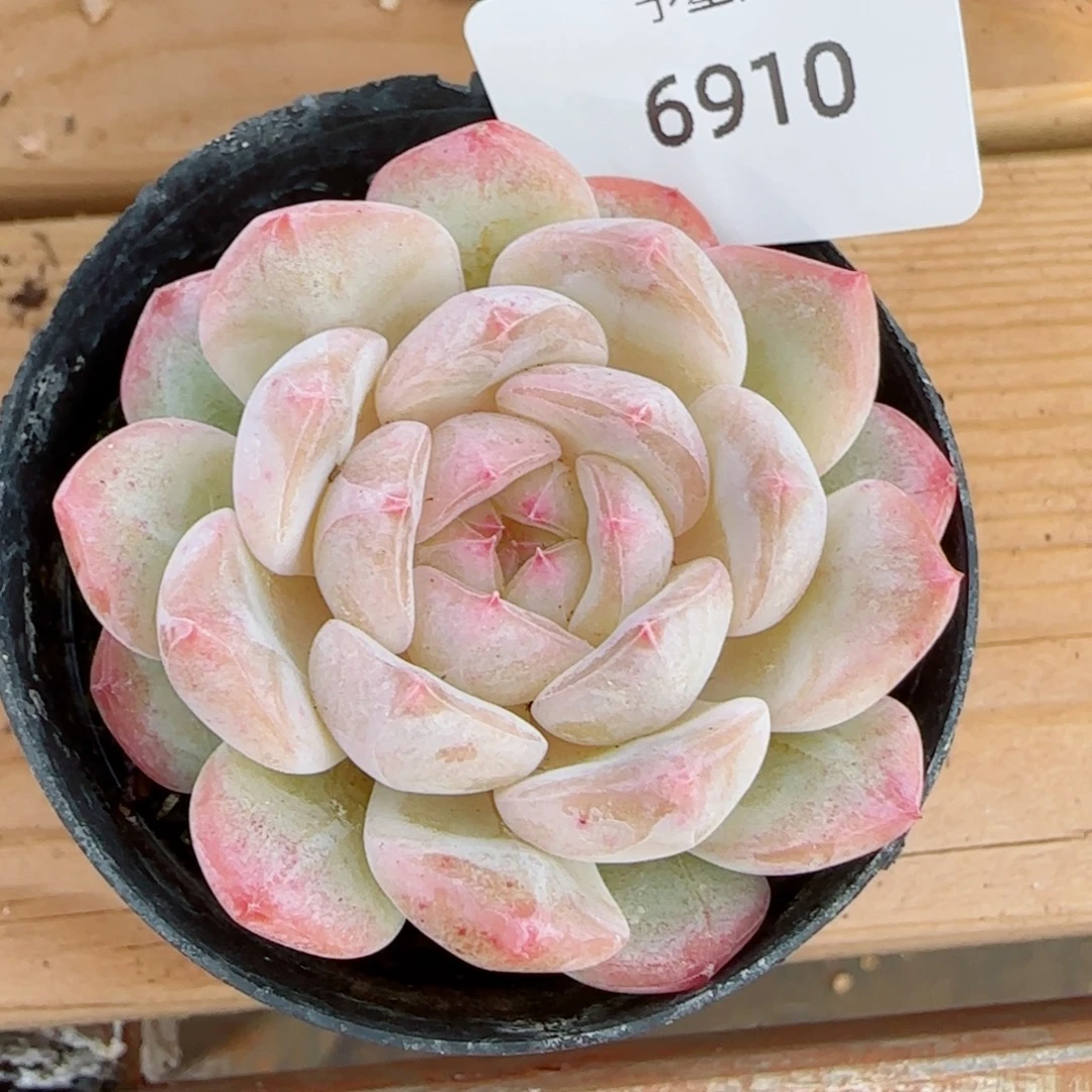 繁花，6910多肉植物