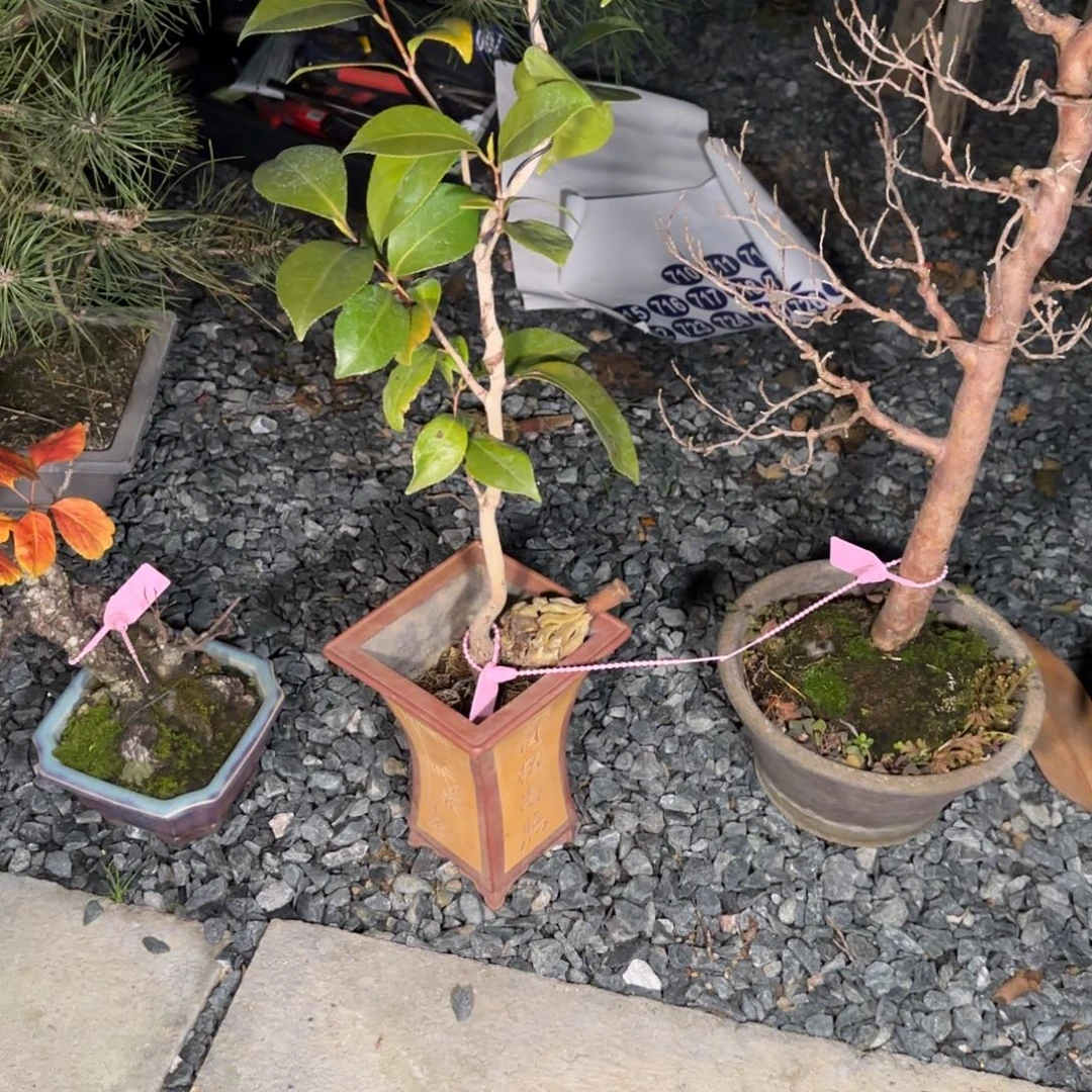 如***令全场盆景茶梅包邮一颗