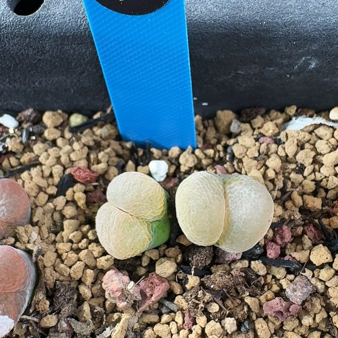 多肉植物福利风铃2