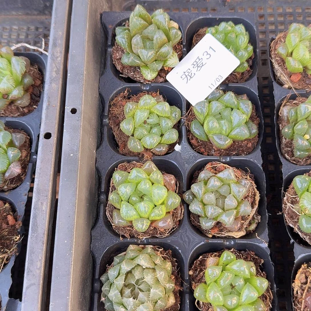 直播福利一物一拍31