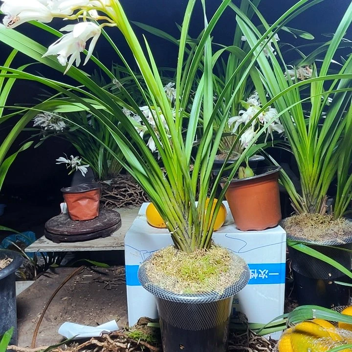 无花朵虎头兰棕根