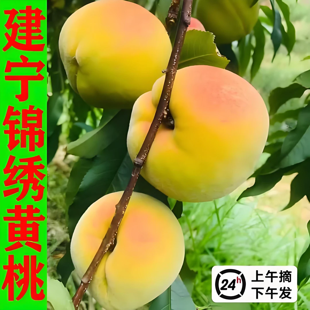 福建建宁高山锦绣黄桃现摘现发脆甜爽口蜜香味浓郁孕妇建宁黄桃