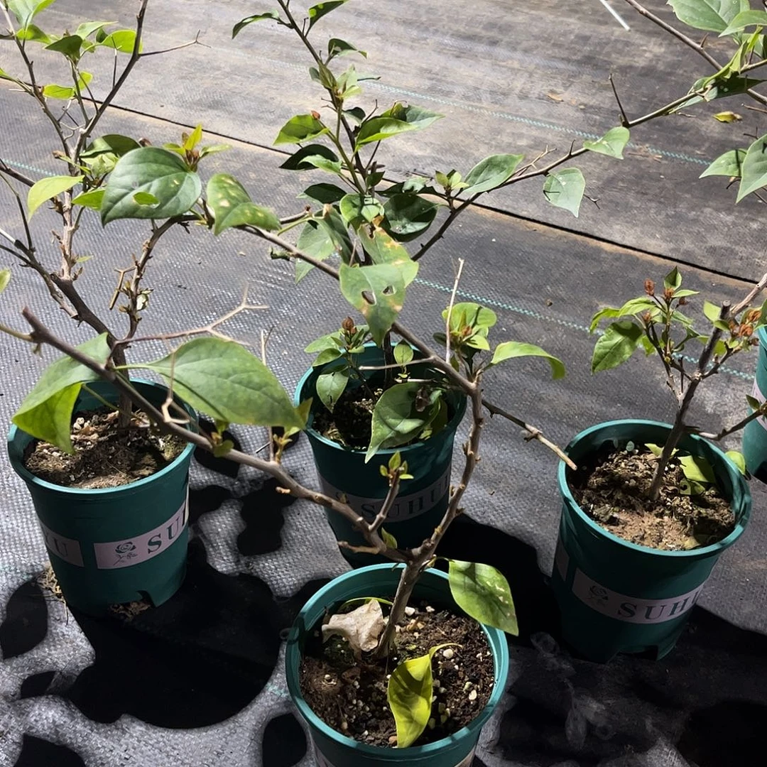 当前无花栽培后可以开花【橙粉公主1棵】随机发货福利款不售后