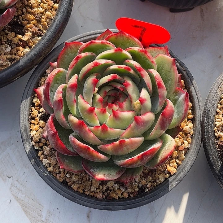 惊鸿仙子一物一拍，13厘米左右