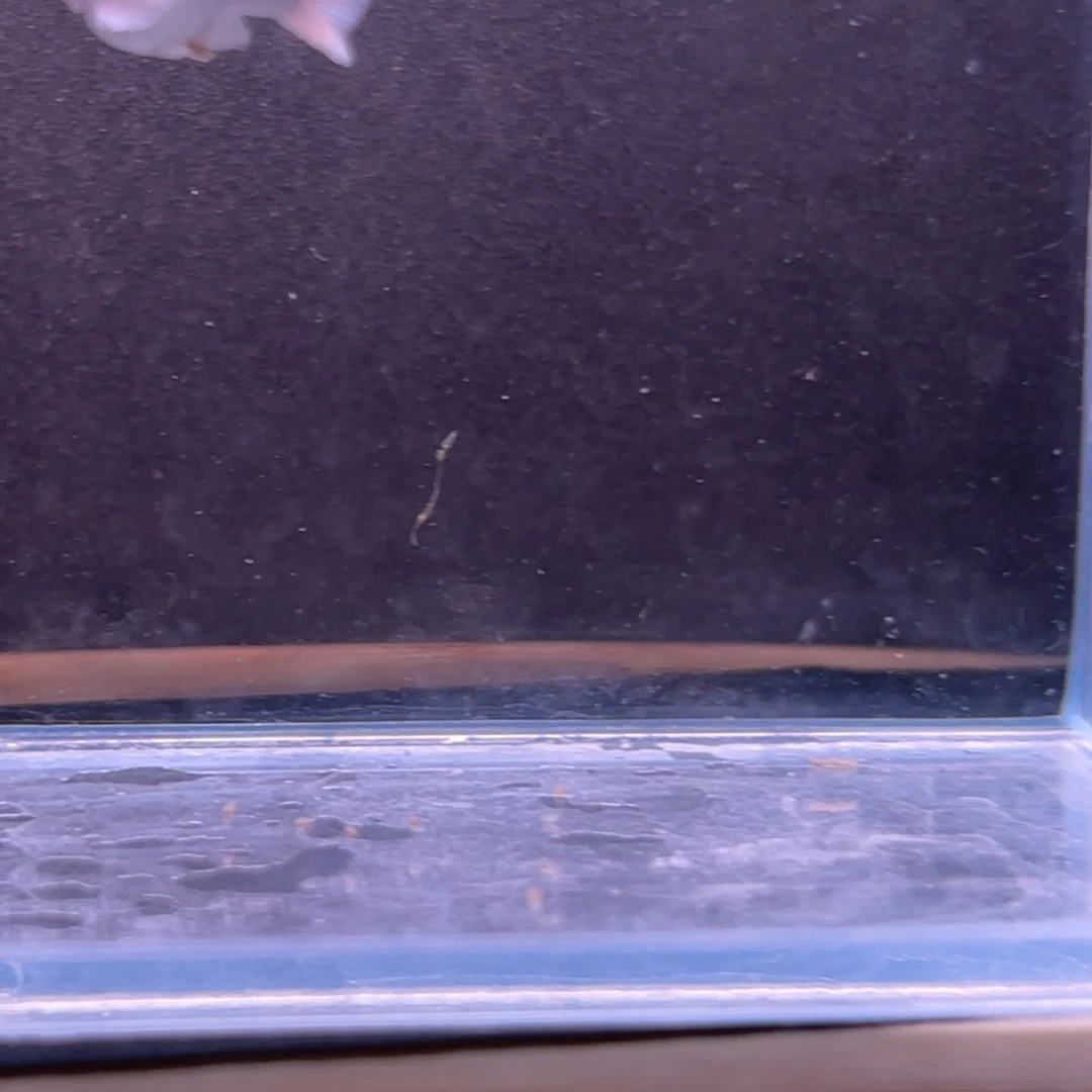 孔雀鱼瓷白玛丽崽一条