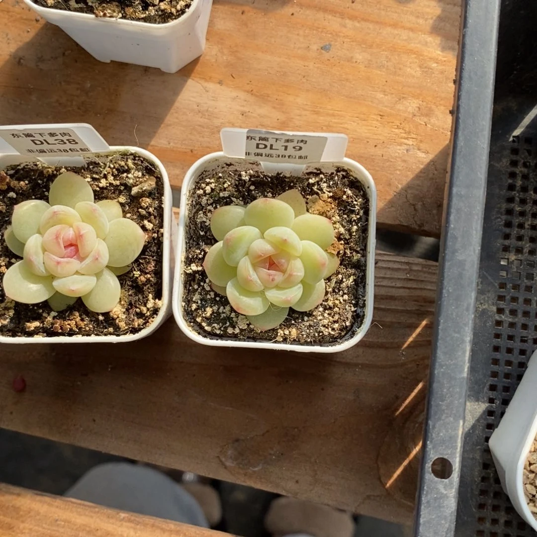 ?****?19东篱下多肉植物盆栽