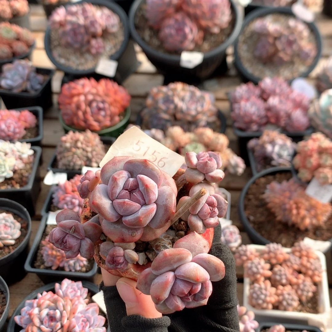 9.8厘米七头有砍石榴籽小脸 5156