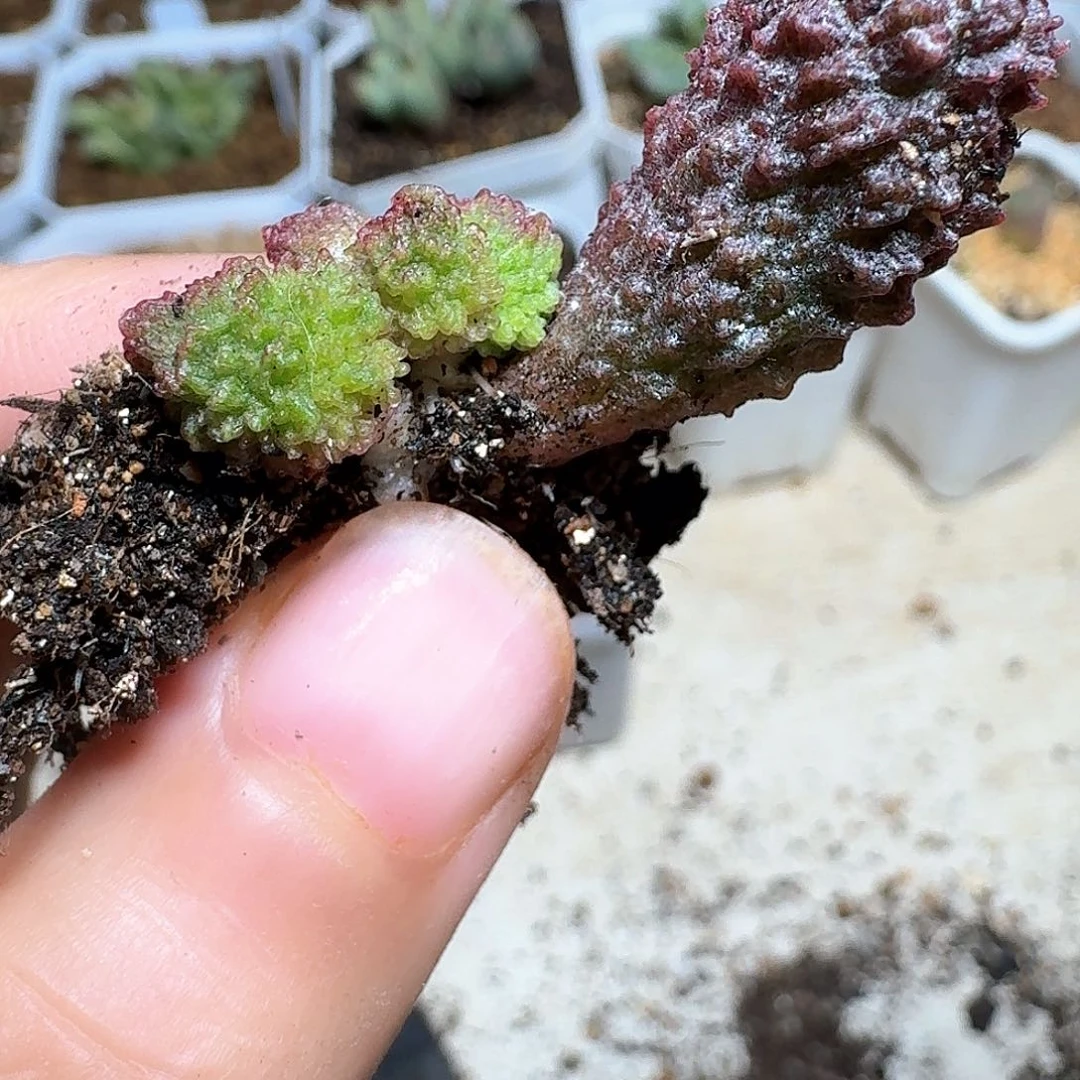 1颗一组量拍多肉植物哇d c