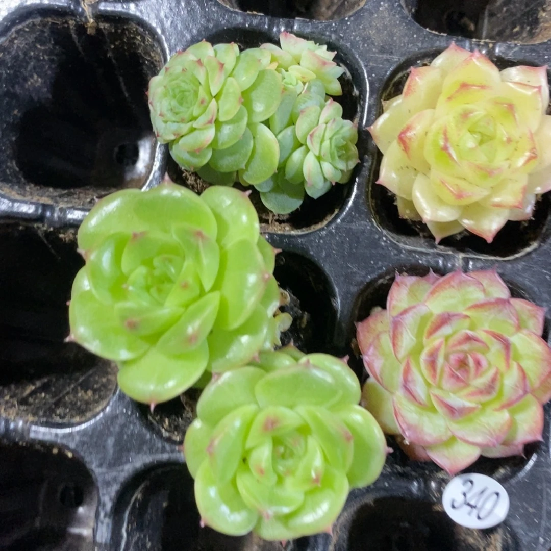 精品多肉小冠服340