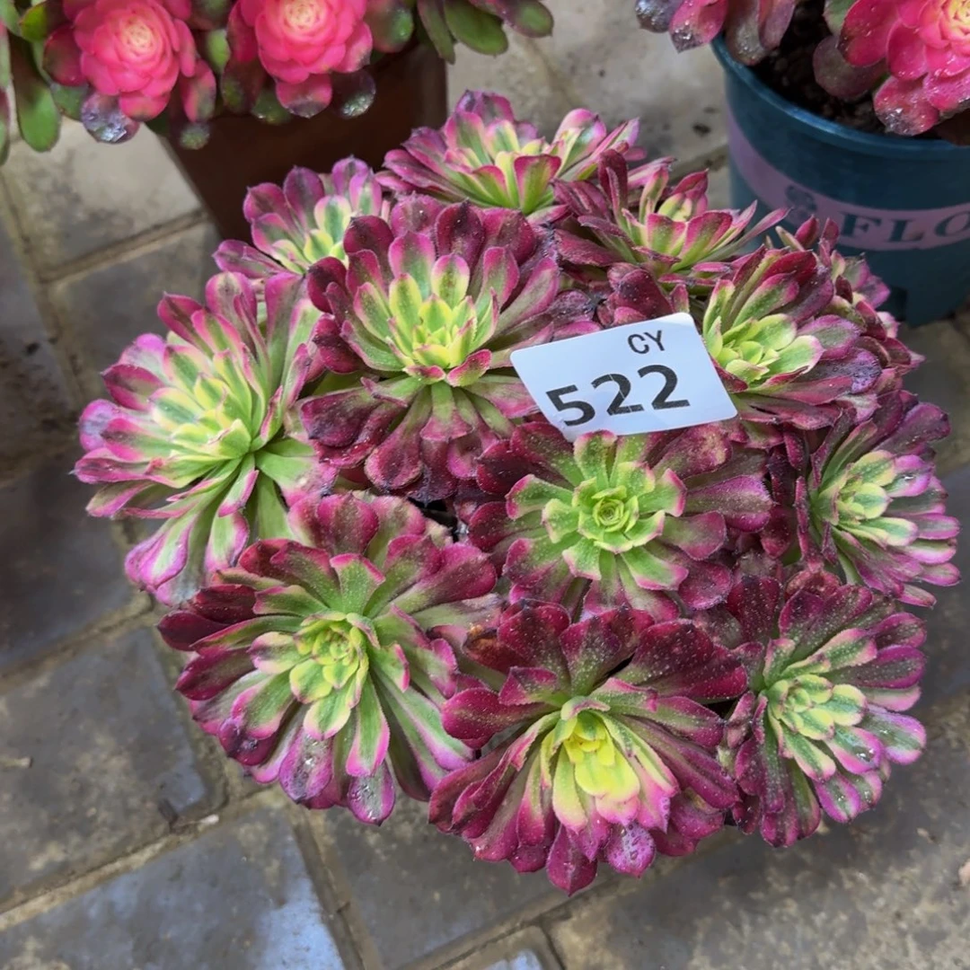 张***梅多肉植物522辉煌 法师