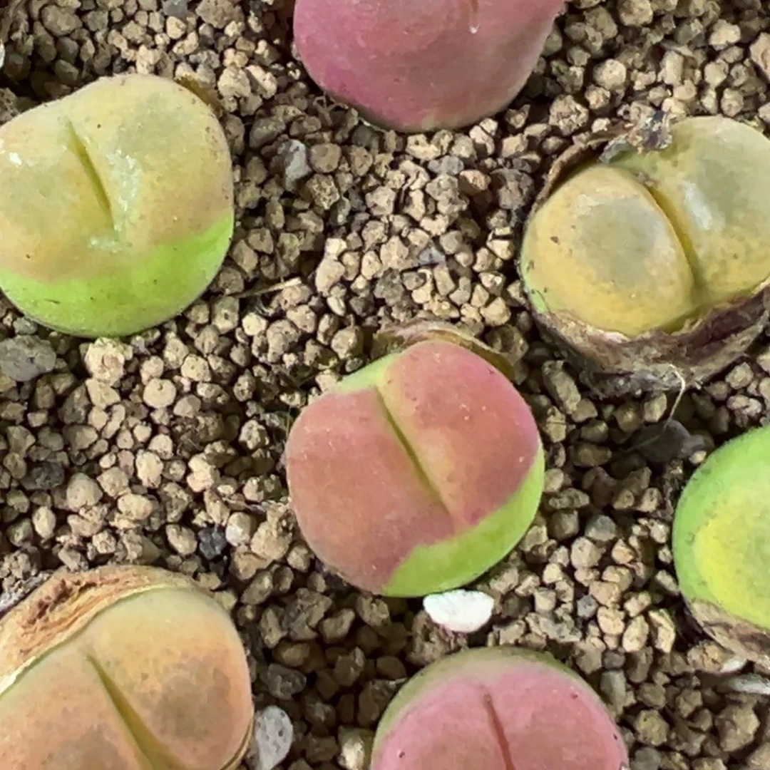 量拍蟠桃毛汉尼6颗。多肉