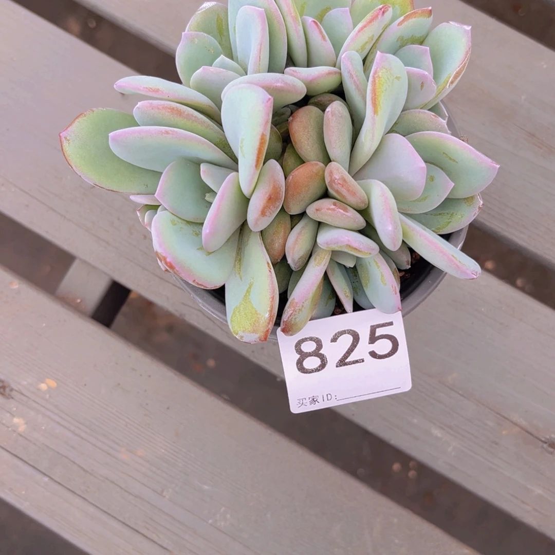 还***吧#825售后范围签收起7天内