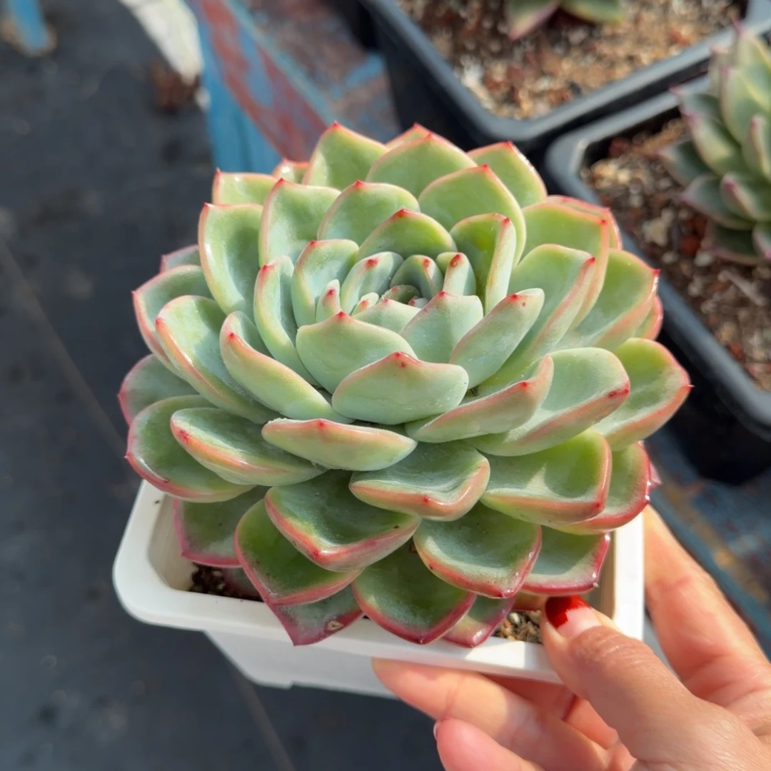 多肉植物一物一拍，5