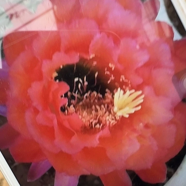 xt带根冠服7公分左右毛花柱