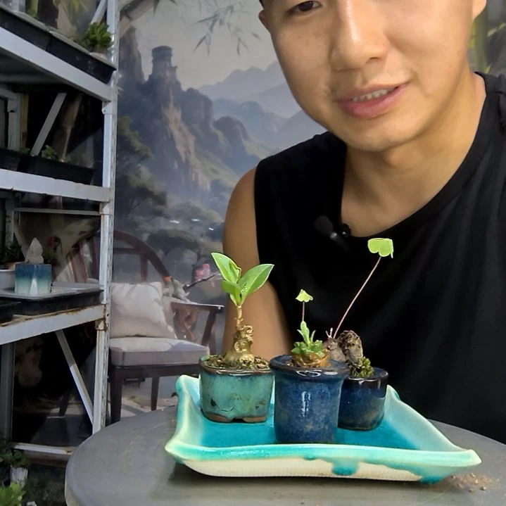 披***边中青园艺一物一拍298