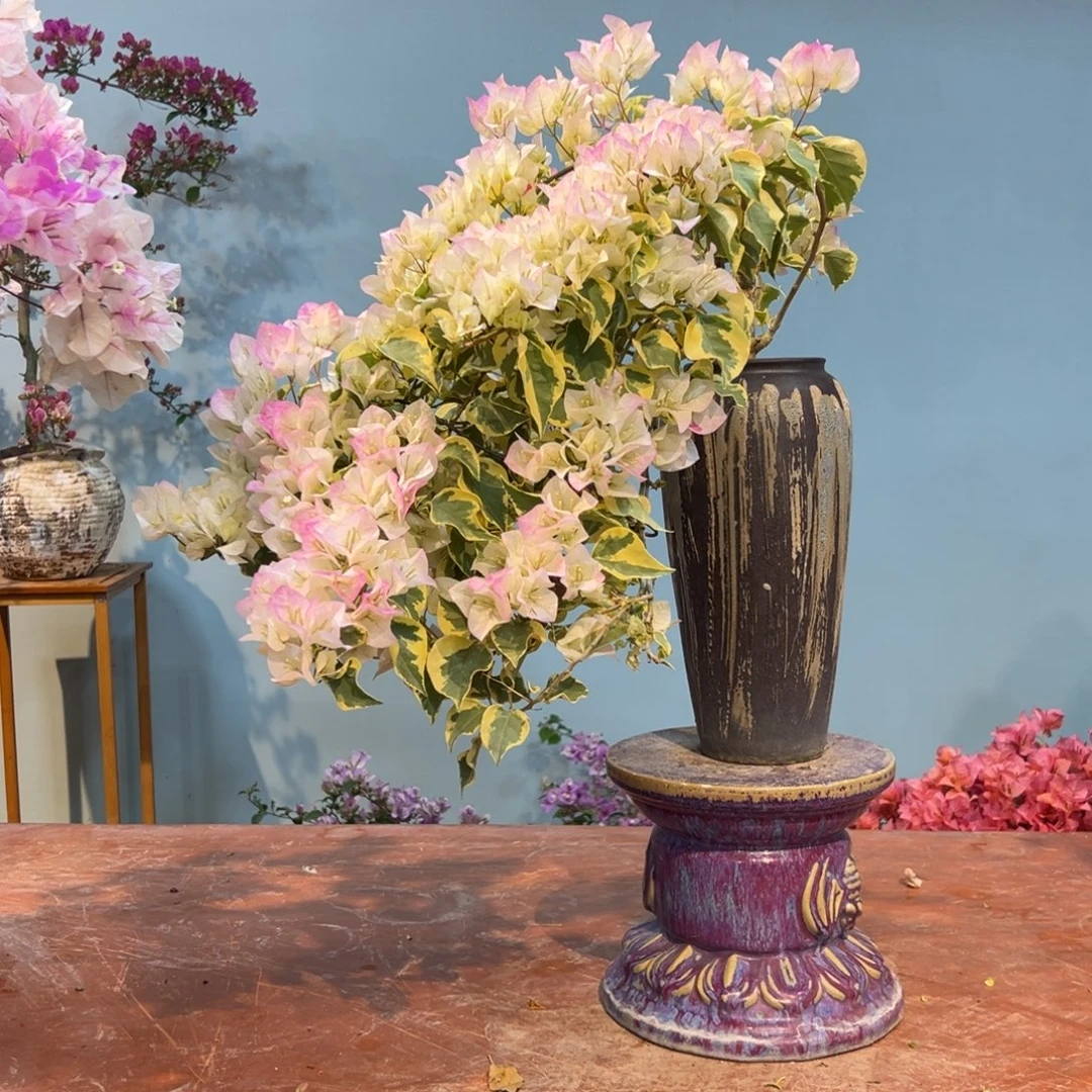 杨***哈完全开放三角梅一物一拍金边绿樱