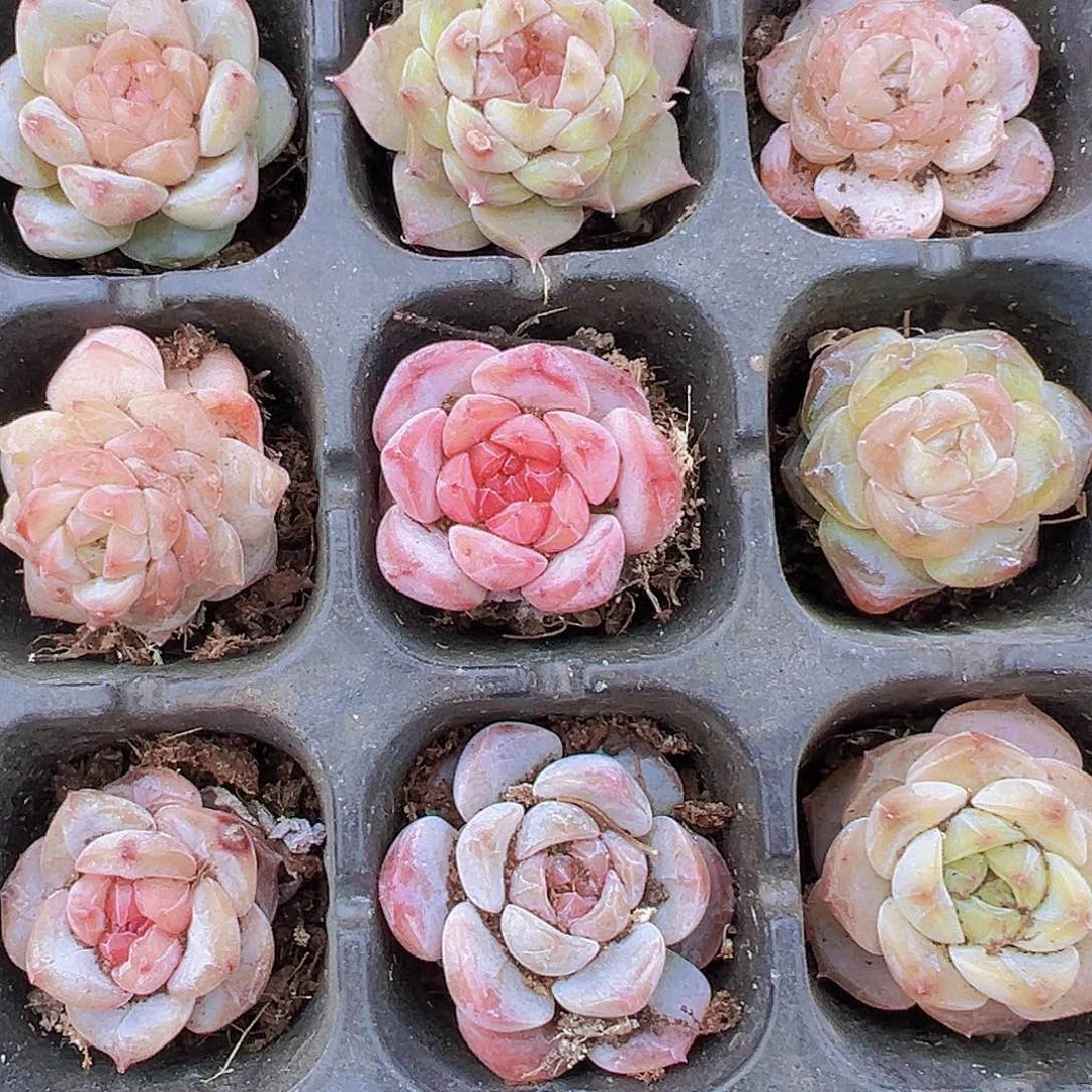 糖心苗5颗359多肉