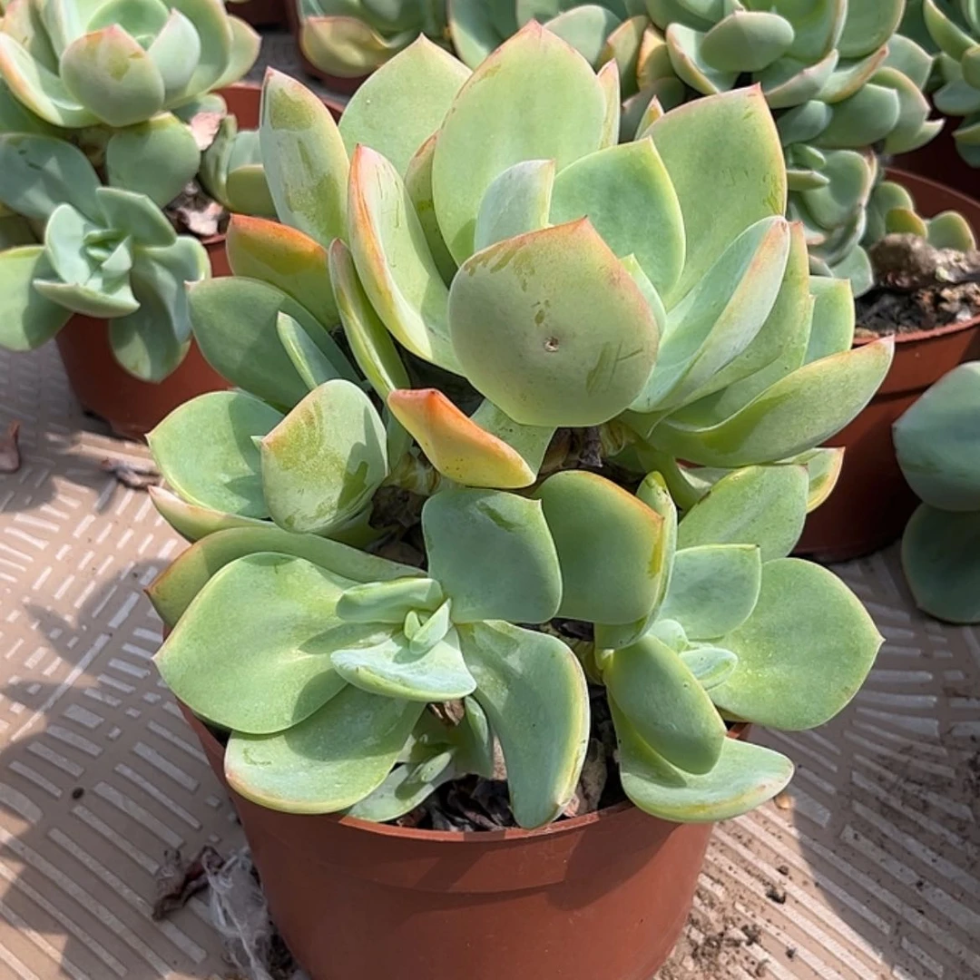 【闪购商品】无花朵Q*q