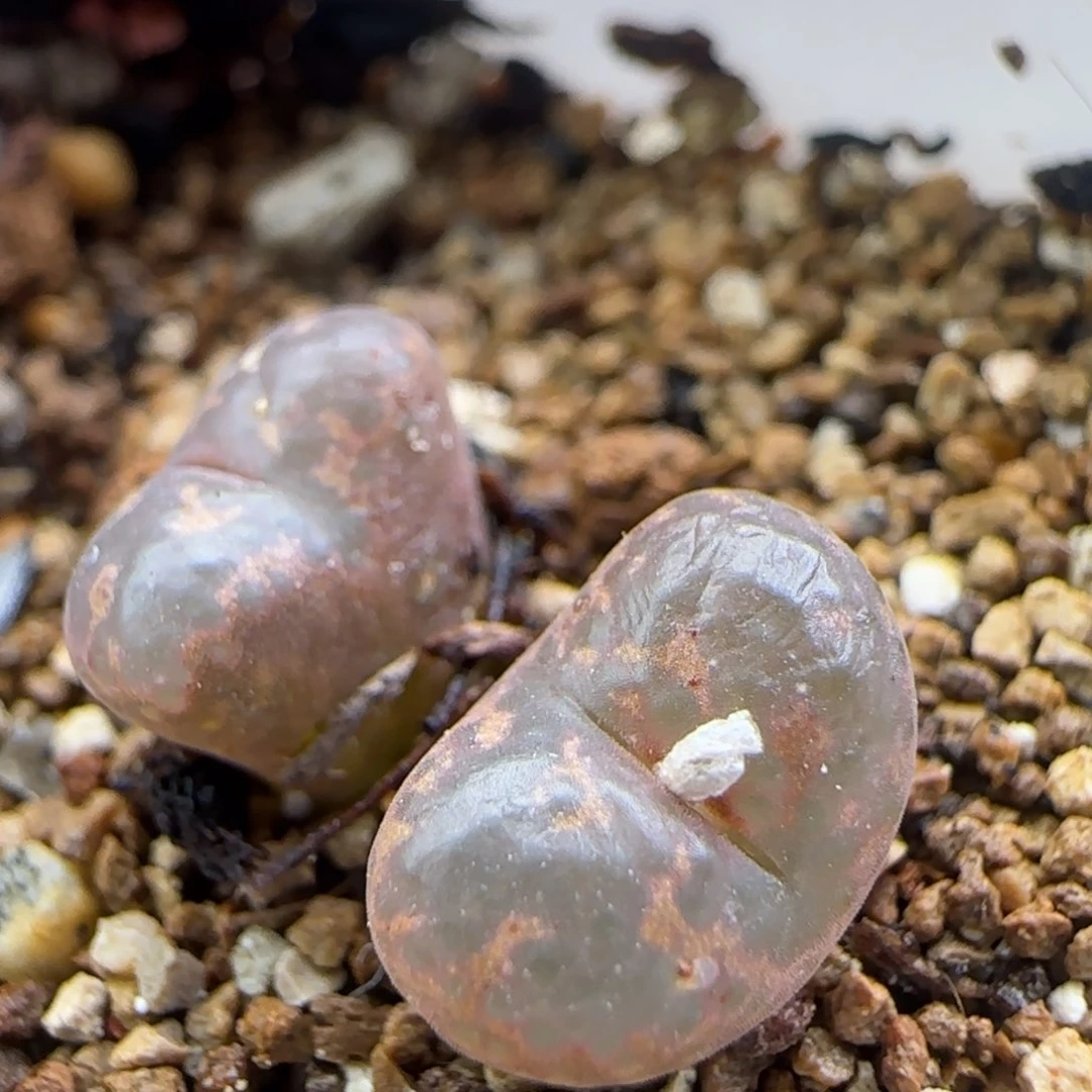 2.13.40/橙子帕迪/多肉植物