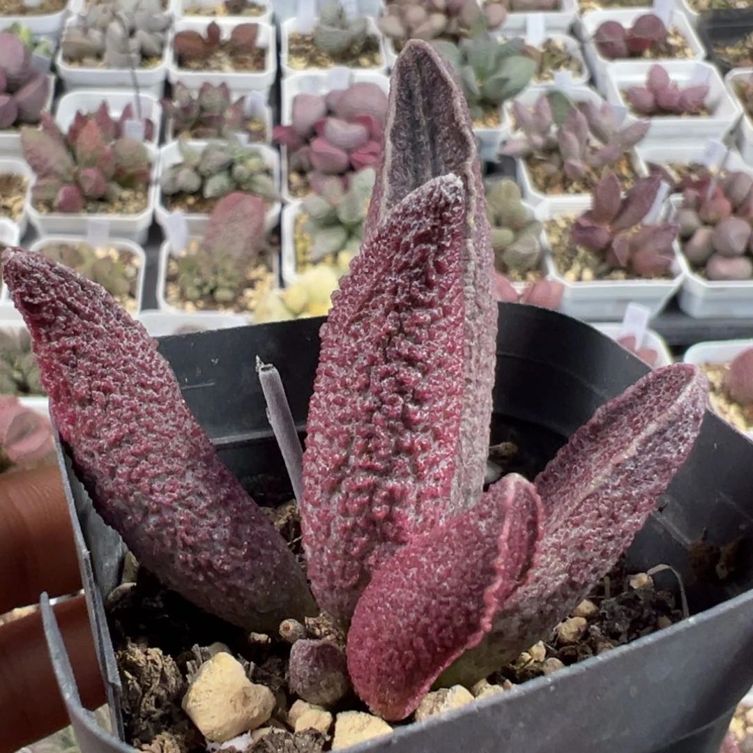 财神多肉植物水泡