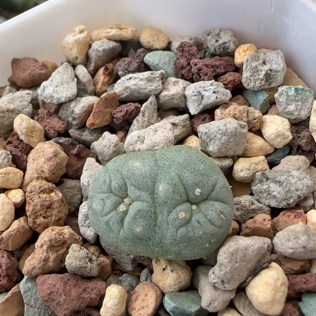 45实生连体草球多肉