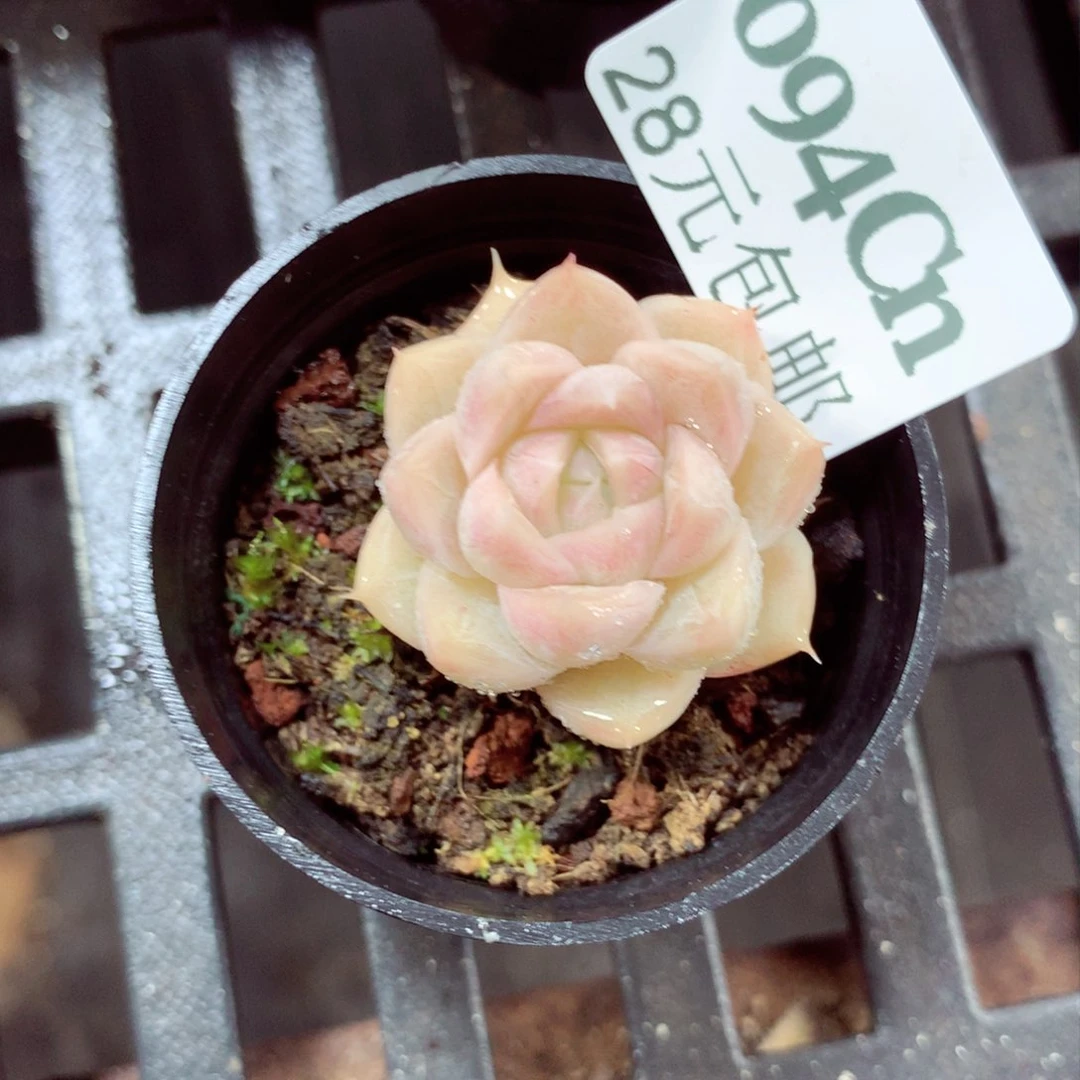 5厘米盆精控多肉094