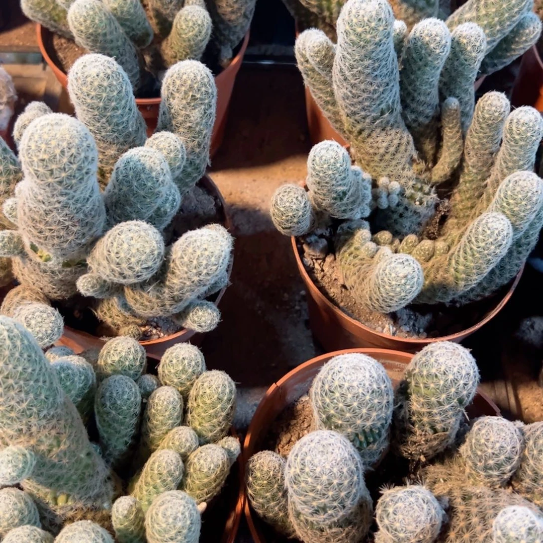 吉赛尔实生随机一颗