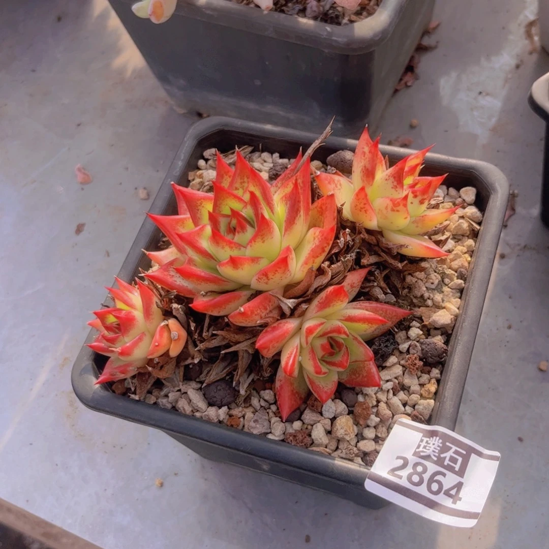 红枫多肉植物2864
