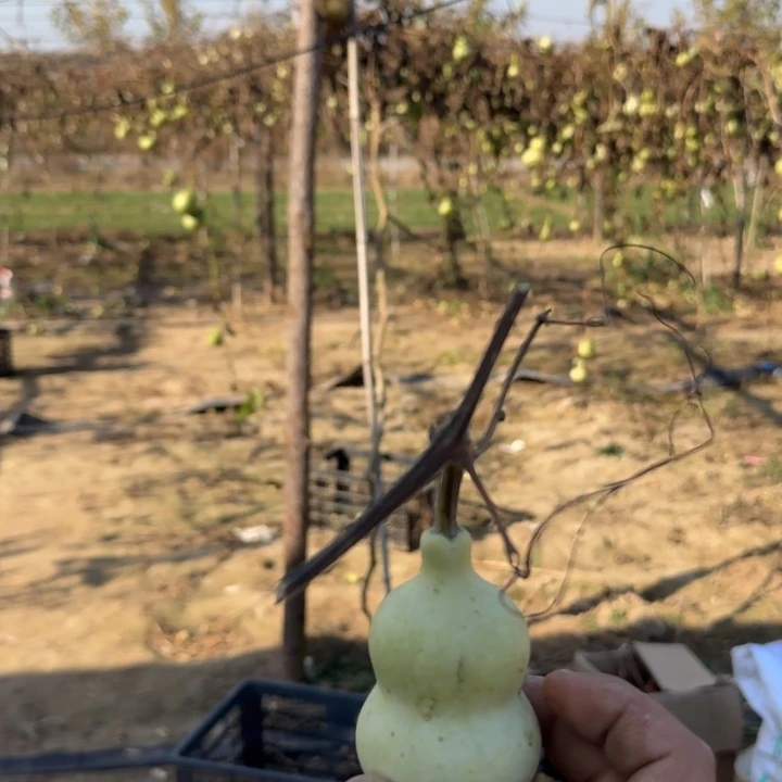 青皮包熟不包成   青皮不退不换  送打皮方法