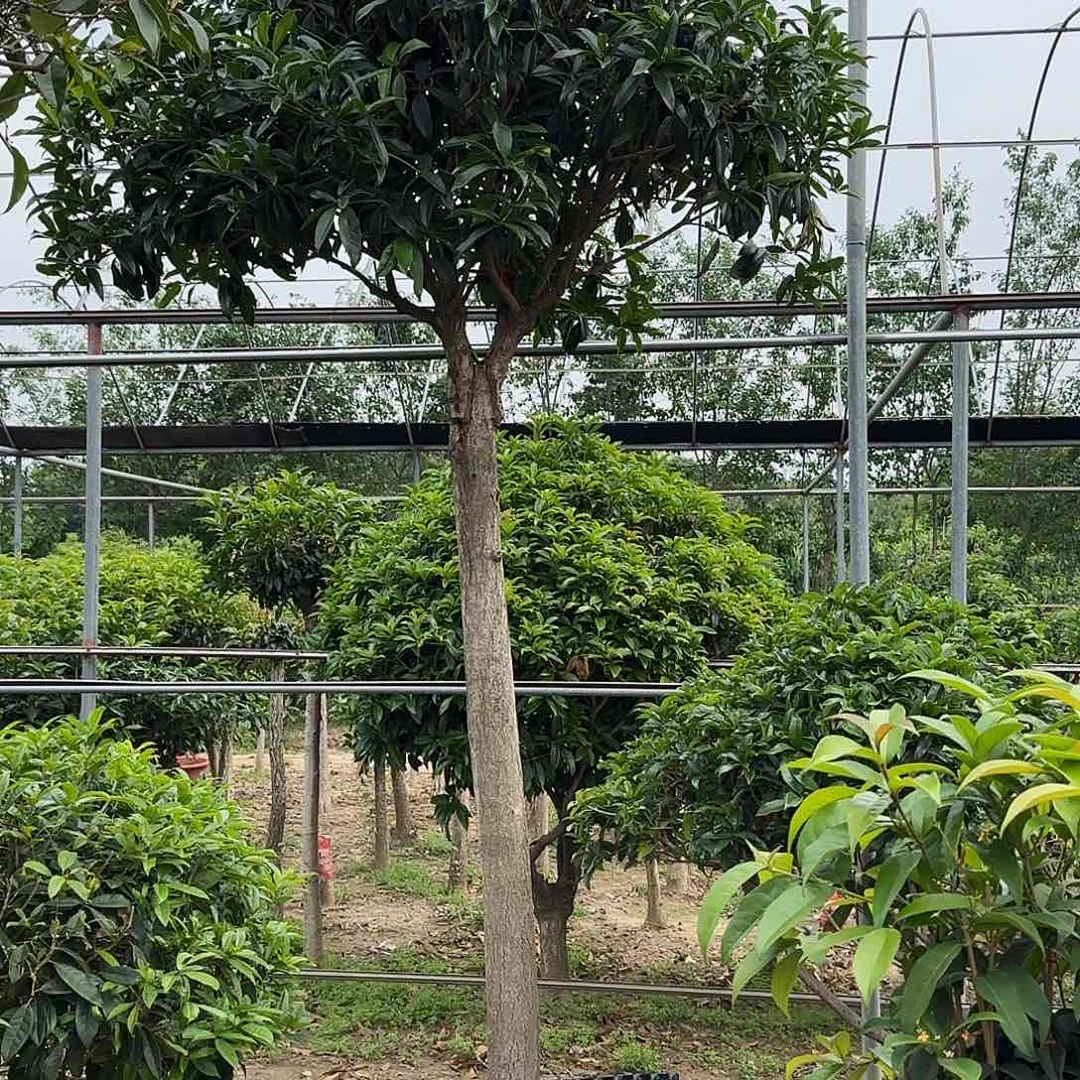 无花朵今***。桂花。八月桂系列