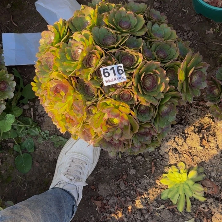 万圣节花29-10包邮花花